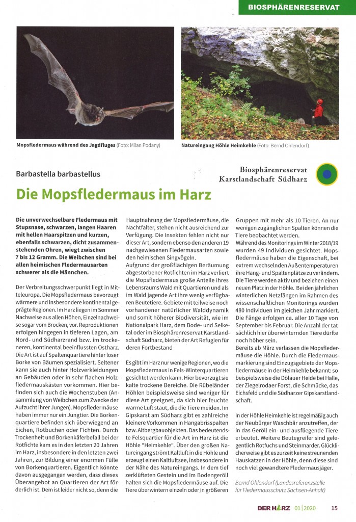 2020_01_Der Harz Die Mopsfledermaus im Harz